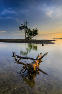 Driftwood on beach against sky during sunset