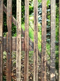 View of trees in forest