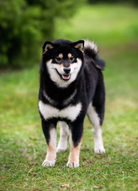 Shiba inu dog