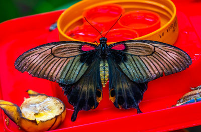 High angle view of butterfly on flower