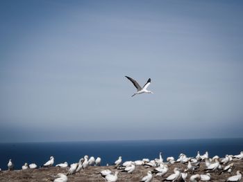 Birds perching at beach against clear sky