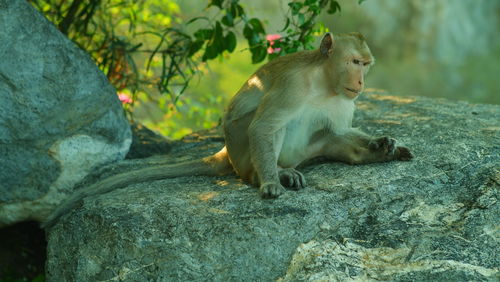 Monkey sitting on rock