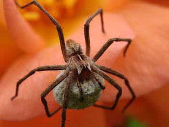 Close-up of spider