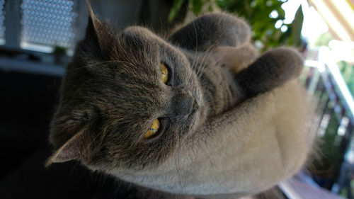 Close-up portrait of a cat