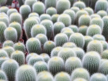 Full frame shot of succulent plant