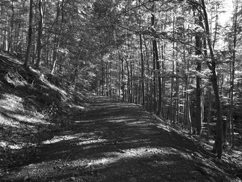 Trees in forest