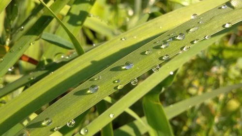 Close-up of water drops on grass during rainy season
