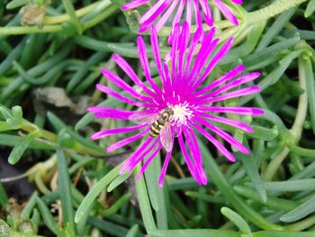 High angle view of fresh pink flower blooming outdoors
