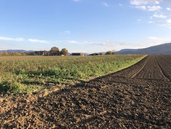 Scenic view of agricultural field against sky