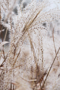 Close-up of stalks in snow