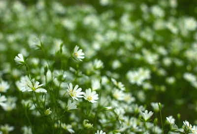 Close-up of white flowers blooming outdoors