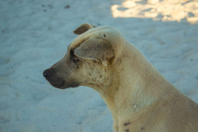 Close-up of a dog looking away