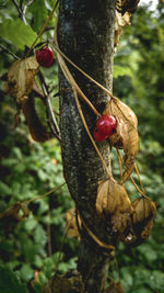 Close-up of leaves on tree