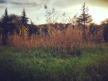 Grass on field against sky