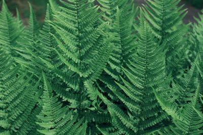 Full frame shot of green leaves