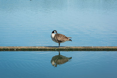 Canada goose, branta canadensis, reflections in the water
