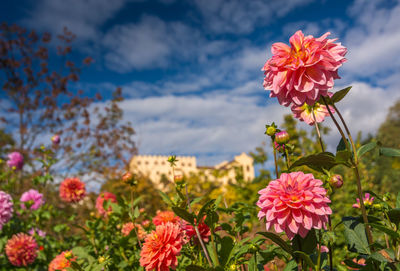 Close-up of pink cosmos flowers blooming on field against sky