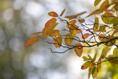 Close-up of orange leaves on tree during autumn