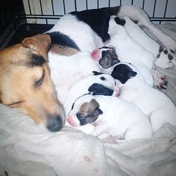 High angle view of puppy sleeping