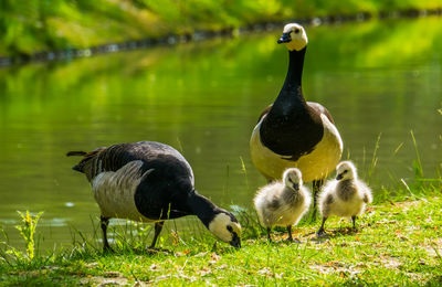 Ducks on a lake