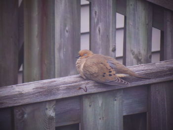 Close-up of bird perching on wood