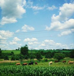 Scenic view of grassy field against sky