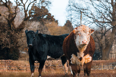 Horses standing in a field