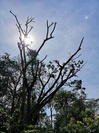 Low angle view of silhouette tree against sky