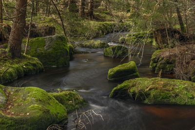 Stream flowing in forest