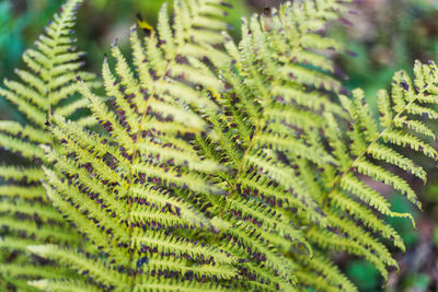 Close-up of green leaves