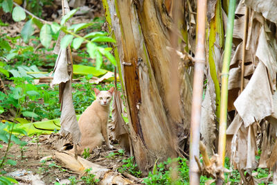 Portrait of cat sitting on bamboo in forest