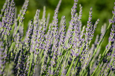 Close-up of purple flowering plants on field