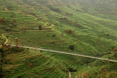 Scenic view of agricultural field