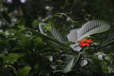 Close-up of red flowering plant