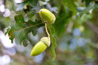 Close-up of fruit growing on tree