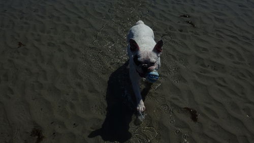 High angle view of dog on beach