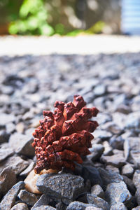 Close-up of red flower on rock