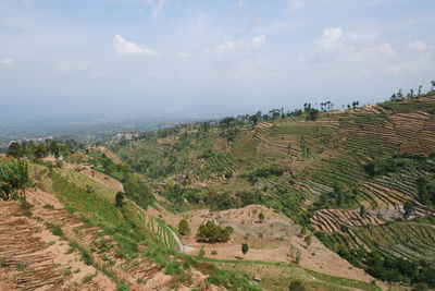 Scenic view of agricultural field against sky