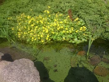 Yellow flowers growing in field