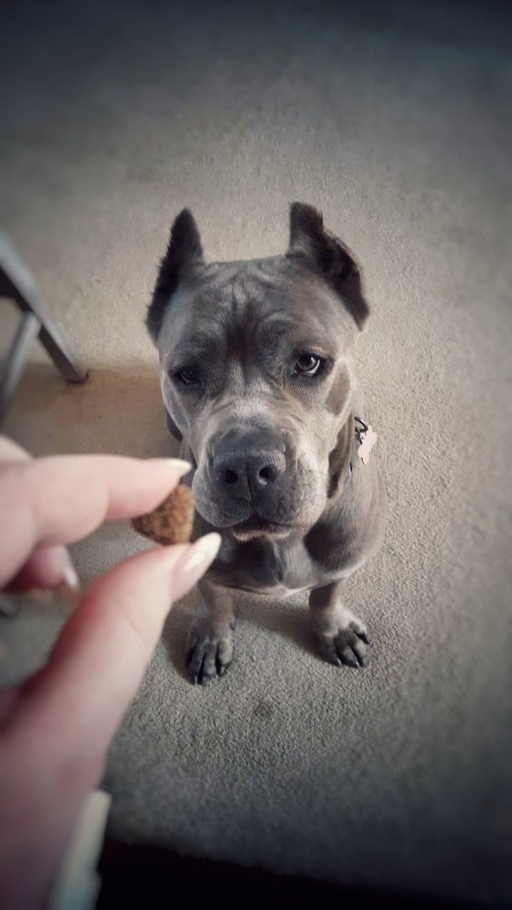 My Lulu My Dog Is Adorable Dog Expression Seeing The Beauty In Life Looking Through My Eyes Cane Corso Italiano Cane Corso Lover Dog Treat Cane Corso Portrait Dog Portrait Dogslife Bohemian Girl & Her Dog Girl And Her Dog Beauty In Ordinary Things Random Photography Inspired By Beauty Dogs Of EyeEm Italian Cane Corso Human Hand Pets Dog Holding Close-up Personal Perspective