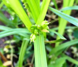 Close-up of green leaves