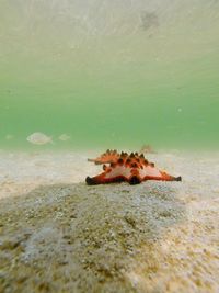 Close-up of fish swimming in sea