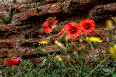 Close-up of red flowering plants on field