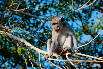 Low angle view of monkey sitting on tree