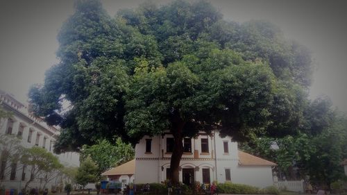 Trees and buildings against sky