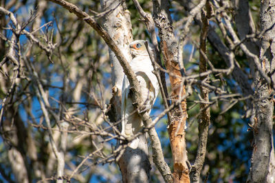 Low angle view of bird perching on tree