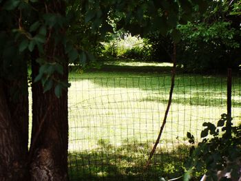 Trees and plants in park