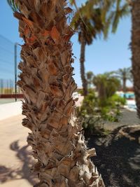 Close-up of tree stump against sky