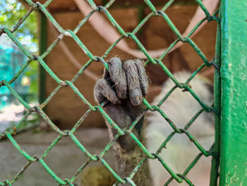 Close up monkey hand in steel cage zoo