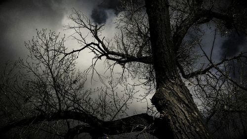 Bare trees against sky